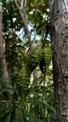 Colea