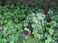 Calycomyza flavinotum