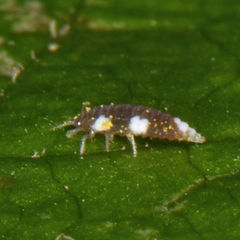 Semidalis