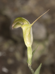 Pterostylis obtusa