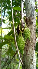 Colea