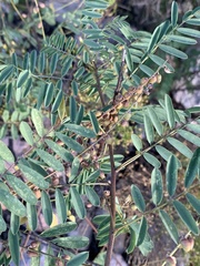 Indigofera sphaerocarpa