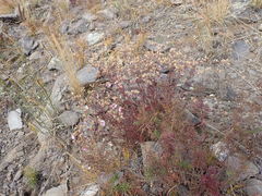 Chamaerhodos grandiflora