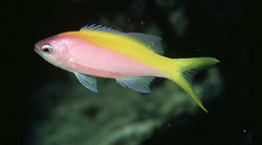 Purple Wreckfish photo 2