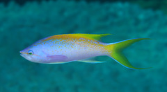 Purple Wreckfish photo 3