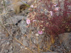 Chamaerhodos grandiflora