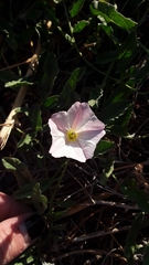 Convolvulus arvensis