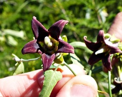 Araujia megapotamica