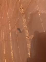 Acrolophus walsinghami