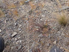 Chamaerhodos grandiflora