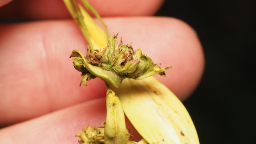 Ash Flower Gall Mite photo 3