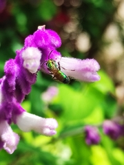 Pseudaugochlora graminea
