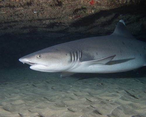 Whitetip Reef Shark (Suma aquarium, Kobe, Hyogo prefecture, Japan ...