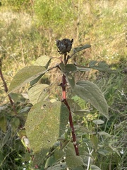 Hibiscus lasiocarpos