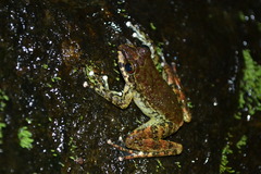 Boulenger's Backpack Frog photo 1
