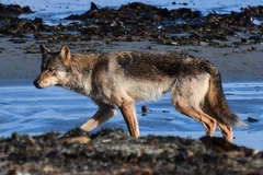 Canis lupus crassodon