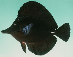 Longnose Surgeonfish photo 2