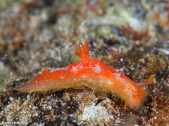 Plocamopherus maderae