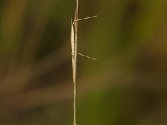 Aristida dichotoma