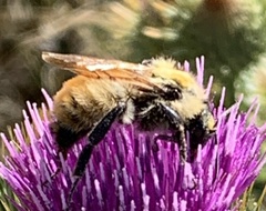 Bombus appositus