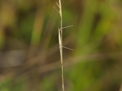 Aristida dichotoma