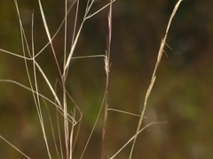 Aristida dichotoma