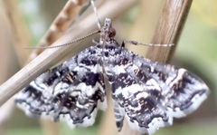 Diasemiopsis