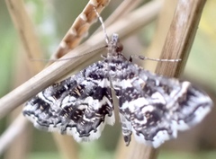 Diasemiopsis