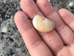 Crepidula fornicata image