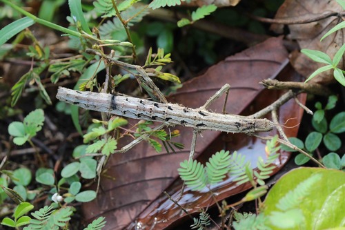Dimorphodes mancus
