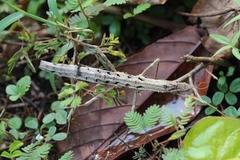 Dimorphodes mancus