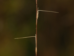 Aristida longespica