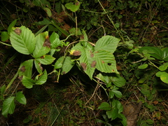 Rubus roribaccus