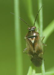 Orthops scutellatus