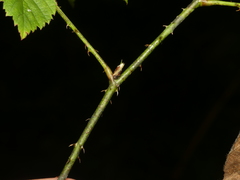 Rubus roribaccus