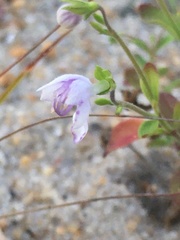 Trichostema nesophilum