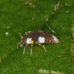 Semidalis
