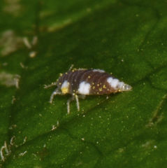 Semidalis