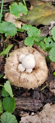 Psathyrella epimyces