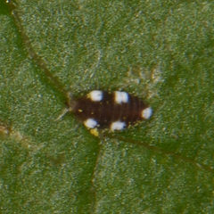 Semidalis