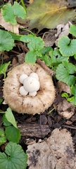 Psathyrella epimyces