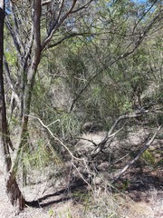 Allocasuarina portuensis