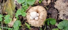 Psathyrella epimyces