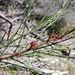 Allocasuarina portuensis - Photo (c) Nahar, some rights reserved (CC BY-NC), uploaded by Nahar