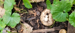 Psathyrella epimyces