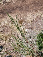 Allocasuarina portuensis