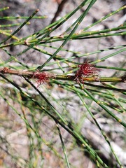 Allocasuarina portuensis