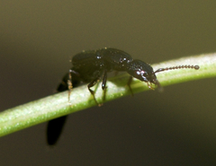 Oxybleptes kiteleyi
