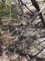 Allocasuarina portuensis