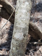 Allocasuarina portuensis